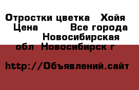 Отростки цветка  “Хойя“ › Цена ­ 300 - Все города  »    . Новосибирская обл.,Новосибирск г.